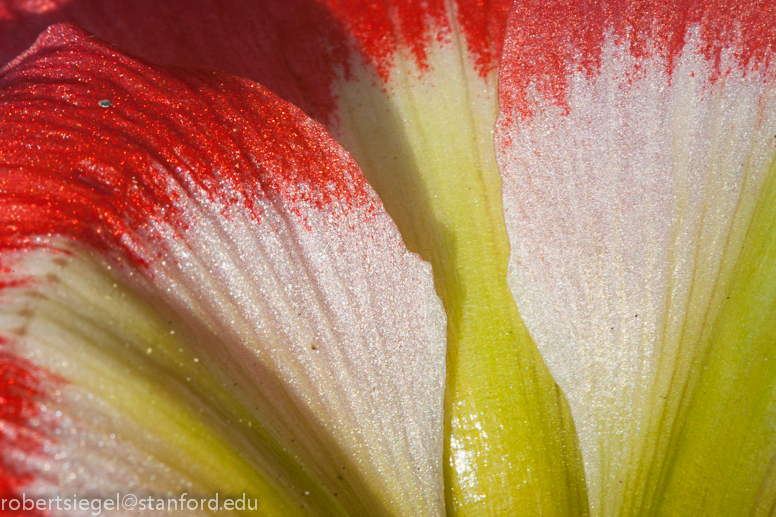 red flower